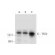 TAO2 Antibody (C-2) - Western Blotting - Image 318025 