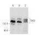 TAO2 Antibody (C-2) - Western Blotting - Image 356949