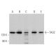 TAO2 Antibody (C-2) - Western Blotting - Image 368363 