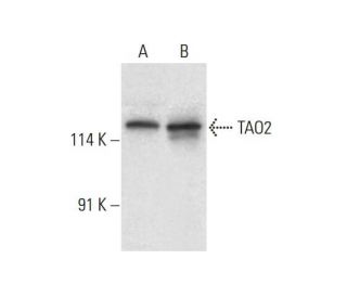TAO2 Antibody (H-8) - Western Blotting - Image 317998 
