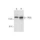 TAO2 Antibody (H-8) - Western Blotting - Image 317998 