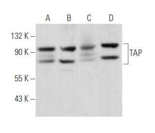 TAP Antibody (D-9) - Western Blotting - Image 357191 