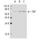 TAP Antibody (G-12) - Western Blotting - Image 8920 