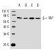 TAP Antibody (G-12) - Western Blotting - Image 9016 