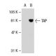 TAP Antibody (G-12) - Western Blotting - Image 31687
