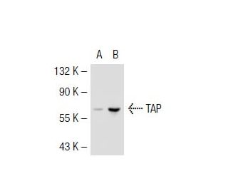 TAP Antibody (53H8) - Western Blotting - Image 44225Each CRISPR/Cas9 Knockout (KO) Plasmid product consists of a pool of 3 plasmids designed to ensure identification and cleavage of a specific gene for maximum knockout efficiency. Each plasmid encodes a unique 20 nt sequence derived from the GeCKO (v2) library.