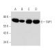 western blotting image from recommended TAP1 (B-8) monoclonal antibody replacement. Image 356987