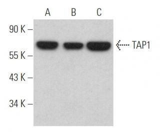 TAP1 Antibody (B-8) - Western Blotting - Image 368375