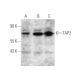 TAP2 Antibody (B-2) - Western Blotting - Image 351706