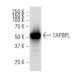 TAPBPL Antibody (42-L) - Western Blotting - Image 33664