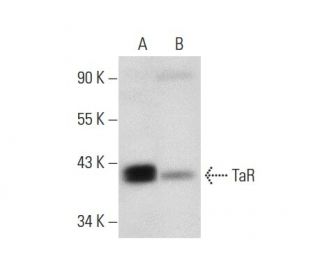 TaR Antibody (D-7) - Western Blotting - Image 301307 