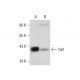TaR Antibody (D-7) - Western Blotting - Image 301307 