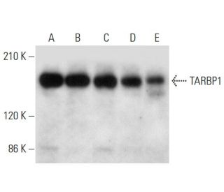 TARBP1 Antibody (G-3) - Western Blotting - Image 333424 