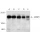 TARBP1 Antibody (G-3) - Western Blotting - Image 333424 