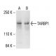 TARBP1 Antibody (G-3) - Western Blotting - Image 405072