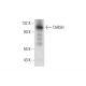 TARSH Antibody (H-8) - Western Blotting - Image 309634 