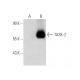 TASK-2 Antibody (F-7) - Western Blotting - Image 137070 