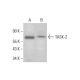 TASK-2 Antibody (F-7) - Western Blotting - Image 385268