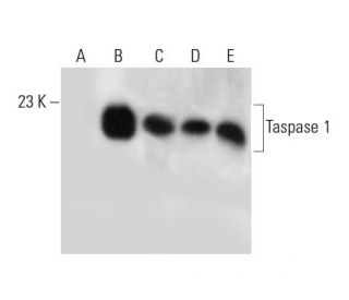 Taspase 1 Antibody (D-6) - Western Blotting - Image 325242 