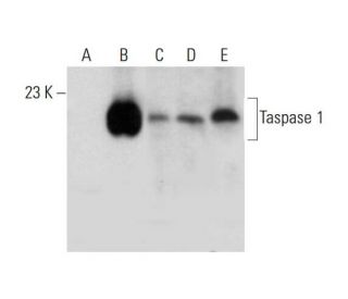 Taspase 1 Antibody (F-7) - Western Blotting - Image 325241 