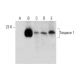 Taspase 1 Antibody (F-7) - Western Blotting - Image 325241 