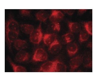 Tastin Antibody (D-2) - Immunofluorescence - Image 137325 