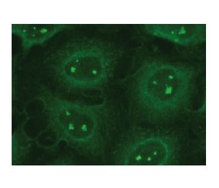 TAT Antibody (A-6) - Immunofluorescence - Image 149308 