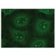 TAT Antibody (A-6) - Immunofluorescence - Image 149308 