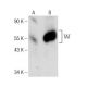 TAT Antibody (A-6) - Western Blotting - Image 148747