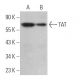 TAT Antibody (D-9) - Western Blotting - Image 364554