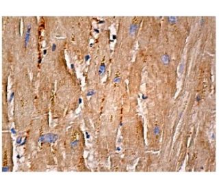 TAT Antibody (H-9) - Immunohistochemistry - Image 158004 