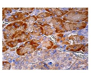 TATDN1 Antibody (B-2) - Immunohistochemistry - Image 158898 