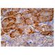 TATDN1 Antibody (B-2) - Immunohistochemistry - Image 158898 