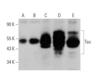 Tau Antibody (E-4) - Western Blotting - Image 350800 