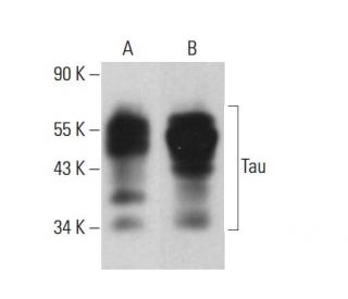 Tau Antibody (Tau-13) - Western Blotting - Image 380605 