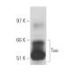 Tau Antibody (TAU-5) - Western Blotting - Image 17568