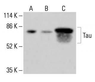 Tau Antibody (A-10) - Western Blotting - Image 415068