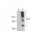 TAUT Antibody (A-11) - Western Blotting - Image 393082 