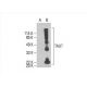 TAUT Antibody (A-11) - Western Blotting - Image 393083