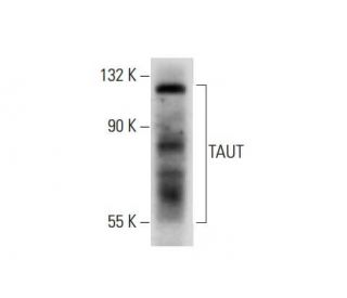 TAUT Antibody (E-10) - Western Blotting - Image 72275