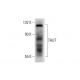 TAUT Antibody (E-10) - Western Blotting - Image 72275