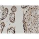 TAZ Antibody (1F1) - Immunohistochemistry - Image 346144 