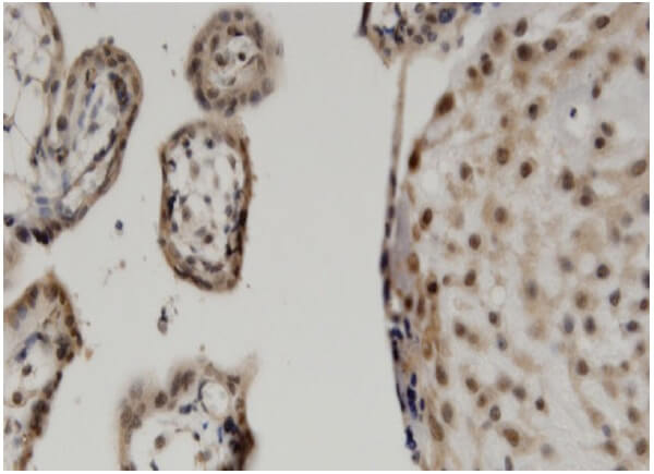 msh3-antibody-c-8-western-