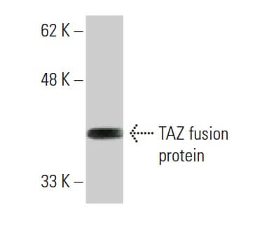 TAZ Antibody (1F1) | SCBT - Santa Cruz Biotechnology