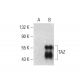 TAZ Antibody (D-8) - Western Blotting - Image 386917 