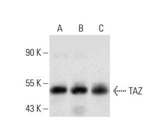 western blotting image from recommended TAZ (D-8) monoclonal antibody replacement. Image 386918