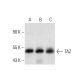 western blotting image from recommended TAZ (D-8) monoclonal antibody replacement. Image 386918