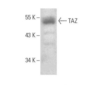 TAZ Antibody (D-8) - Western Blotting - Image 389131SAM Transcription Activation: SAM system utilizing dCas9-VP64, MS2-P65-HSF1, and sgRNA for precise gene transcription activation. 