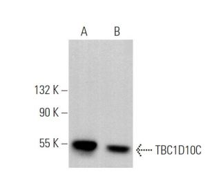 TBC1D10C Antibody (C-8) - Western Blotting - Image 375020 