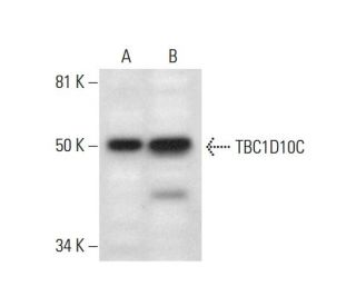TBC1D10C Antibody (G-5) - Western Blotting - Image 294822 